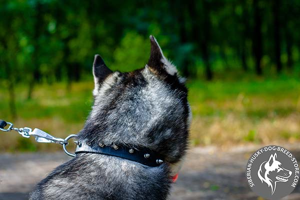 Siberian Husky black leather collar with non-corrosive spikes for any activity