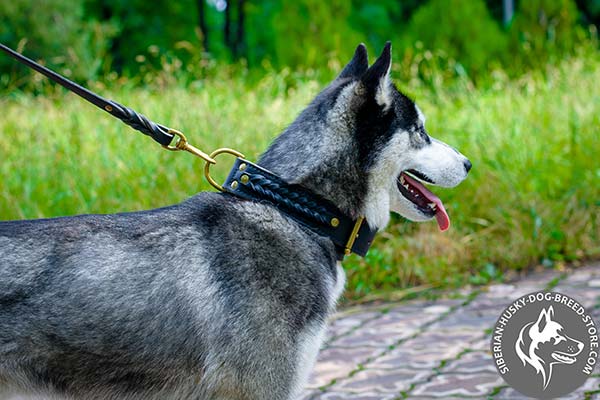 Siberian Husky black leather collar of high quality with d-ring for leash attachment for professional use