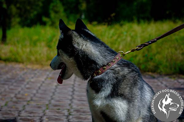 Siberian Husky tan leather collar with rust-resistant fittings for quality control