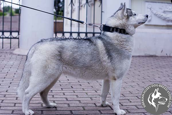 Siberian Husky black leather collar with rust-proof fittings for basic training