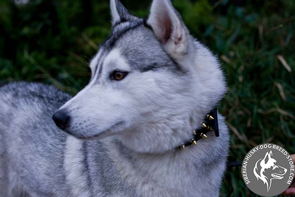 Siberian Husky black leather collar with rust-resistant hardware for basic training
