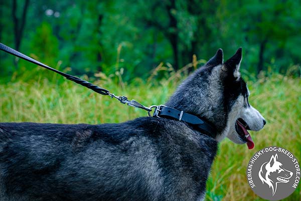 Siberian Husky black leather collar with rust-proof fittings for professional use