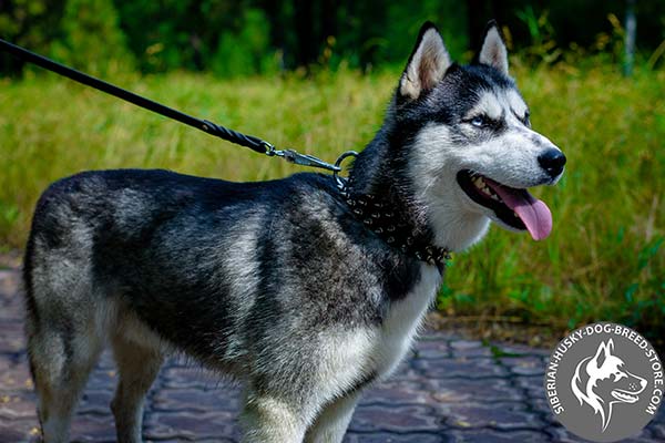 Siberian Husky black leather collar with strong nickel plated hardware for quality control