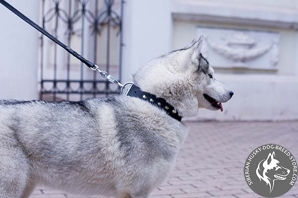 Siberian Husky black leather collar of high quality with traditional buckle for walking