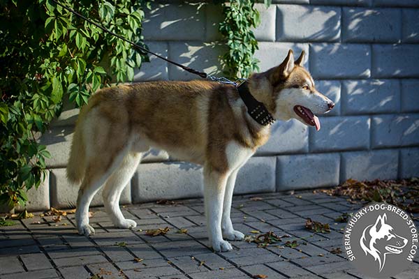 Siberian Husky brown leather collar with rust-proof fittings for basic training