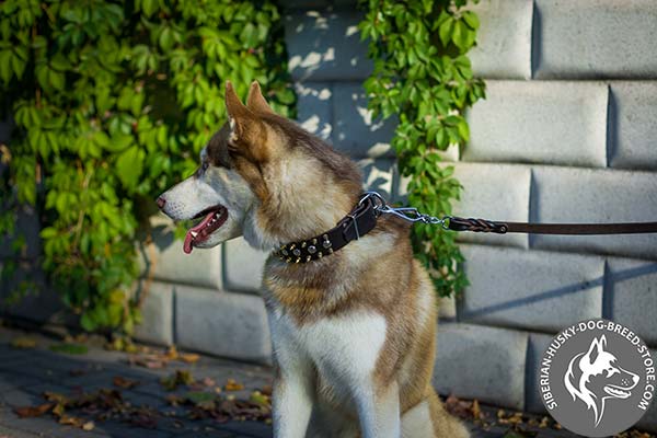 Siberian Husky black leather collar with rust-free fittings for any activity