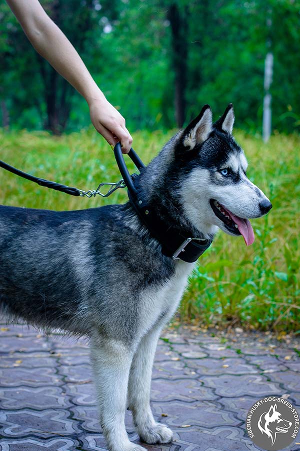 Siberian Husky black leather collar of high quality with d-ring for leash attachment for quality control