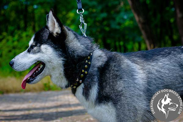 Siberian Husky black leather collar with durable fittings for perfect control
