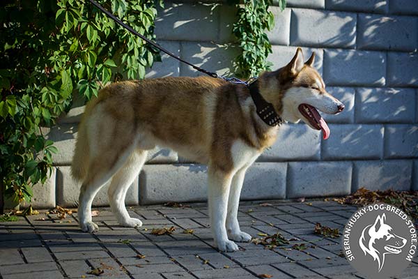 Siberian Husky brown leather collar of lightweight material with d-ring for leash attachment for basic training