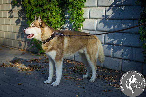 Siberian Husky black leather collar of lightweight material with d-ring for leash attachment for perfect control