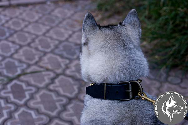Siberian Husky black leather collar with rust-resistant hardware for daily activity
