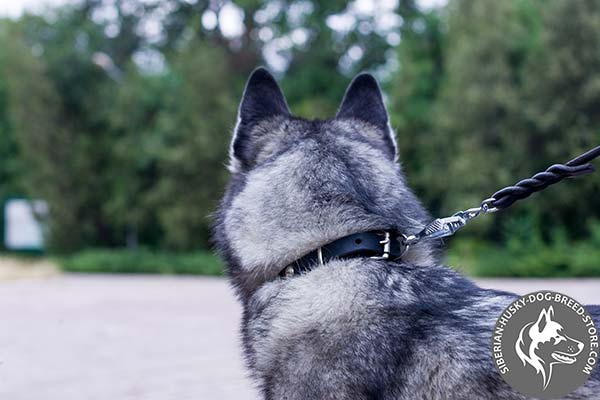 Siberian Husky black leather collar with duly riveted studs for basic training