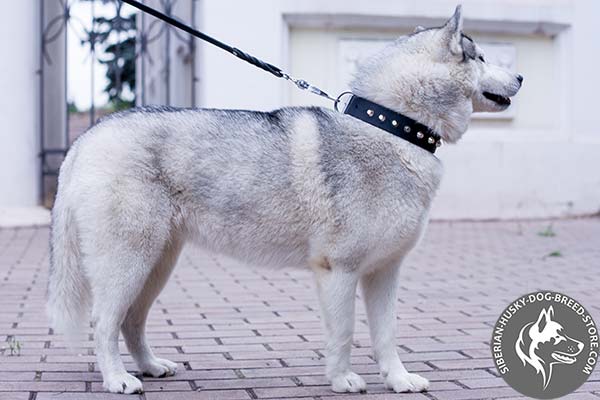 Siberian Husky black leather collar with rust-resistant fittings for basic training