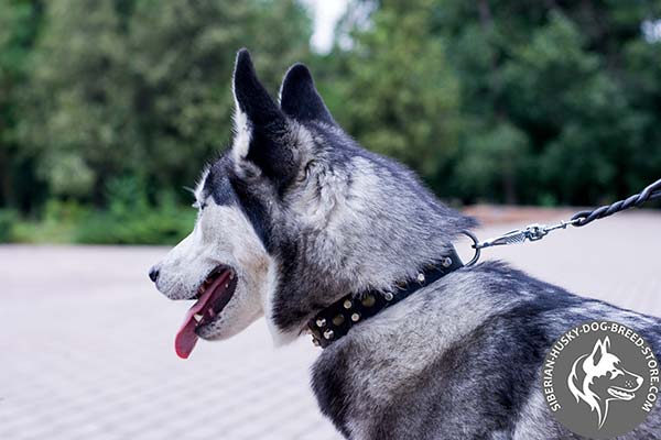 Siberian Husky black leather collar of high quality with traditional buckle for quality control
