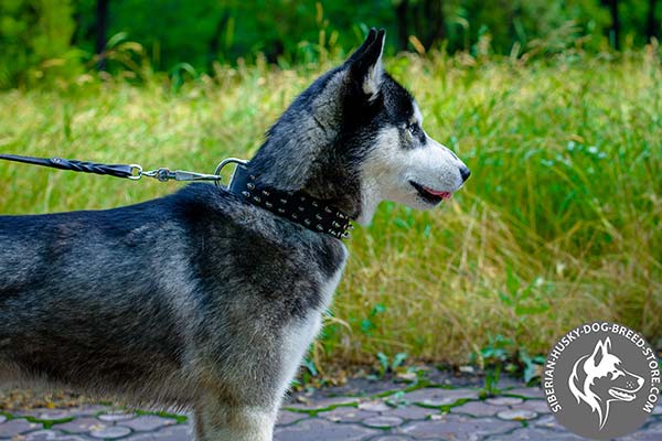 Siberian Husky black leather collar with strong fittings for any activity