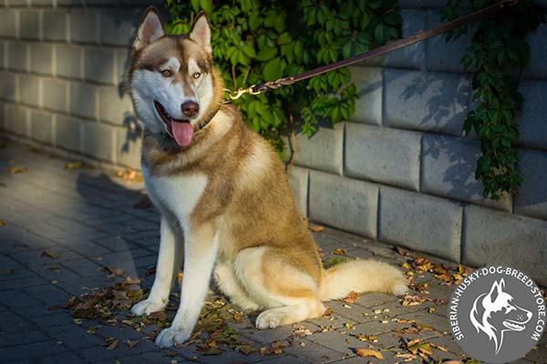 Siberian Husky brown leather collar with corrosion resistant fittings for basic training