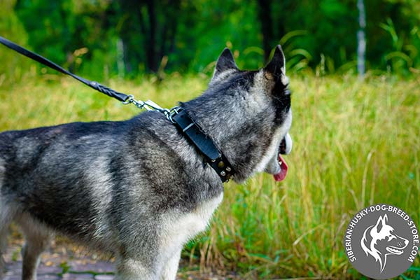 Siberian Husky black leather collar with rust-free fittings for perfect control