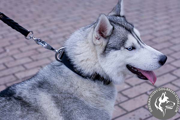 Siberian Husky black leather collar with corrosion resistant fittings for basic training