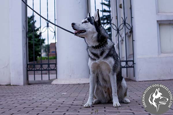 Siberian Husky black leather collar with non-corrosive fittings for walking