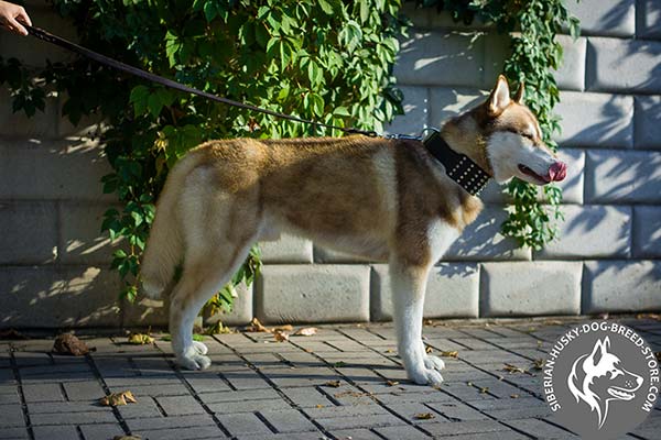 Siberian Husky brown leather collar of genuine materials with d-ring for leash attachment for quality control