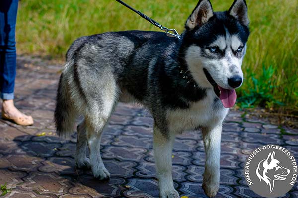 Siberian Husky black leather collar of lightweight material with traditional buckle for daily walks