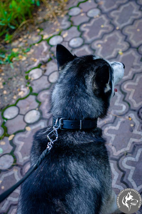 Siberian Husky black leather collar with non-corrosive fittings for improved control