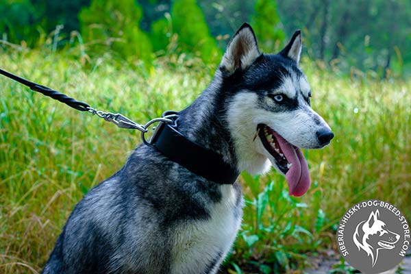 Siberian Husky black leather collar with non-corrosive hardware for daily activity