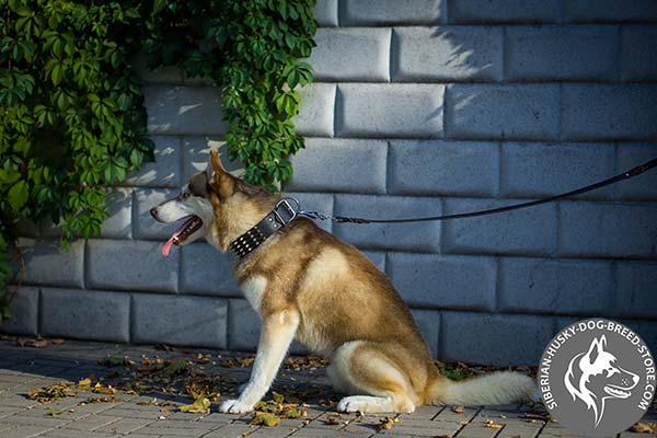 Siberian Husky black leather collar with rust-free hardware for agitation training
