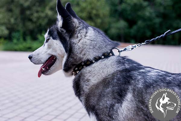 Siberian Husky black leather collar of classic design with traditional buckle for better comfort