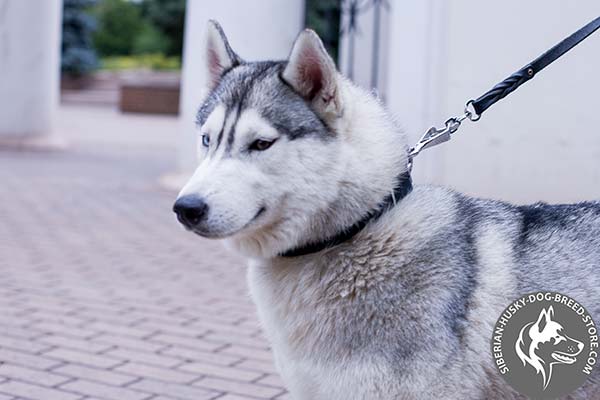 Siberian Husky black leather collar with rust-resistant fittings for daily walks
