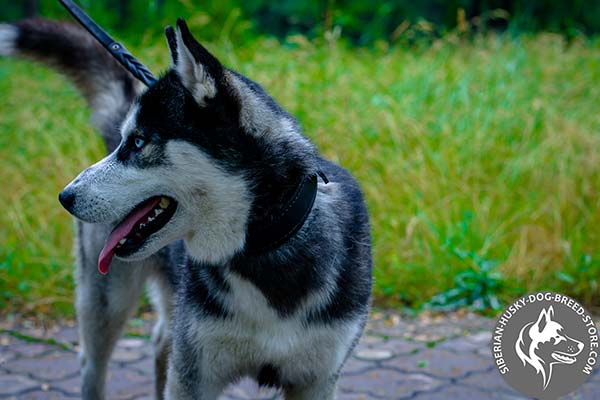 Siberian Husky black leather collar with rust-free fittings for basic training