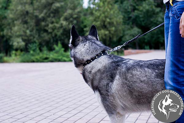 Siberian Husky black leather collar with reliable studs for better comfort