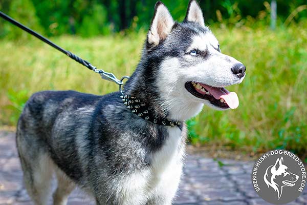 Siberian Husky black leather collar with rustless hardware for perfect control