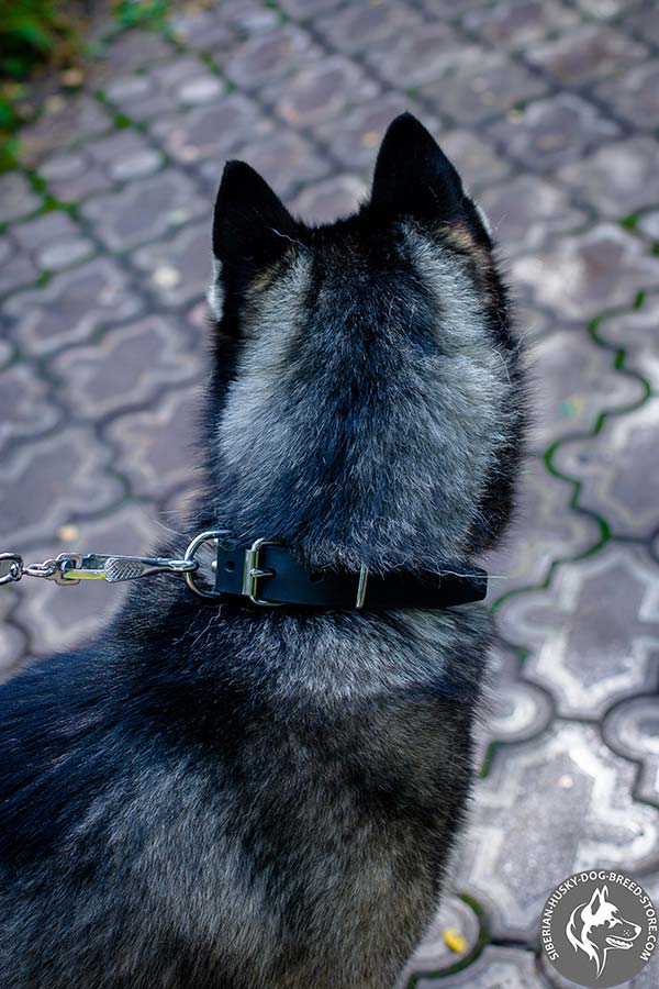 Siberian Husky black leather collar with rust-proof fittings for perfect control