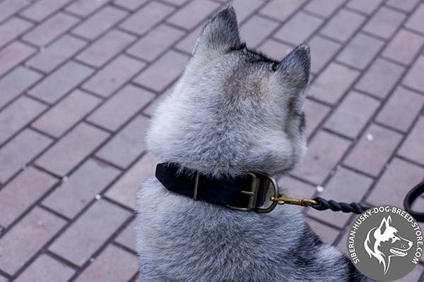 Siberian Husky black leather collar with rustless hardware for any activity