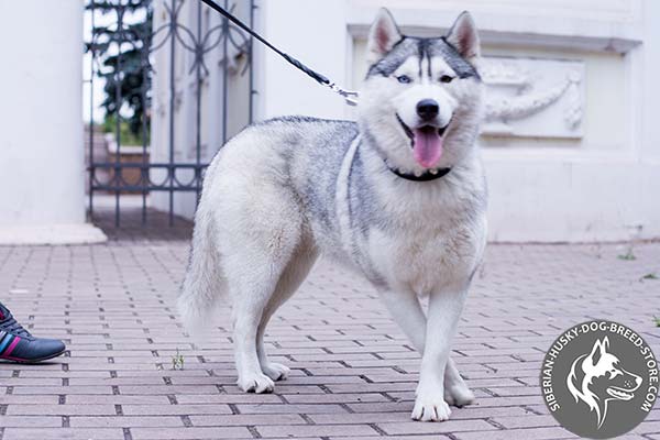 Siberian Husky black leather collar with reliable fittings for daily walks