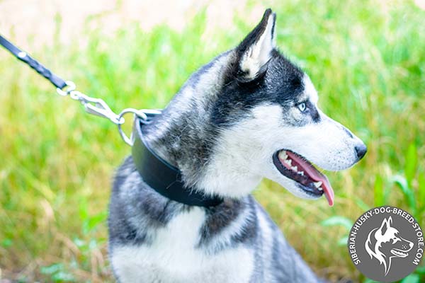 Siberian Husky black leather collar of genuine materials with d-ring for leash attachment for basic training
