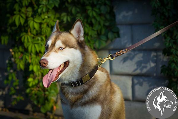 Siberian Husky brown leather collar of genuine materials with d-ring for leash attachment for improved control