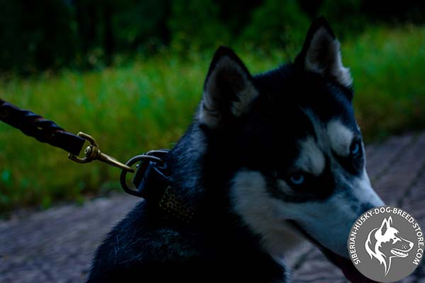 Siberian Husky brown leather collar with rust-resistant fittings for perfect control