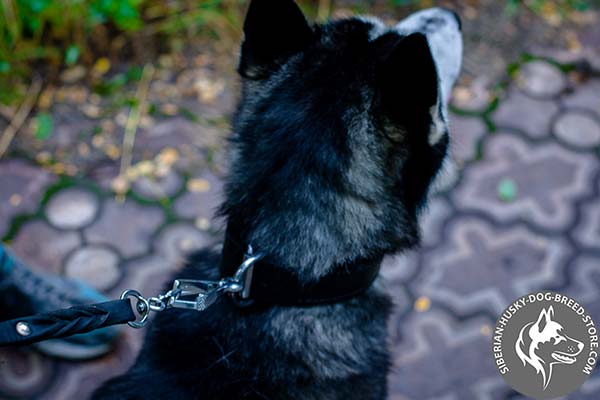 Siberian Husky black leather collar with non-corrosive fittings for professional use