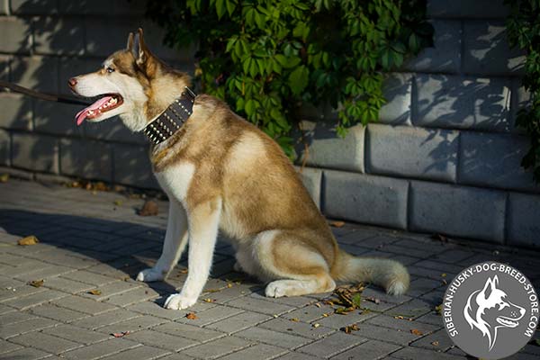 Siberian Husky brown leather collar with non-corrosive fittings for any activity