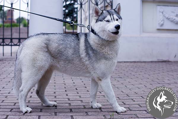 Siberian Husky black leather collar with rust-resistant hardware for improved control