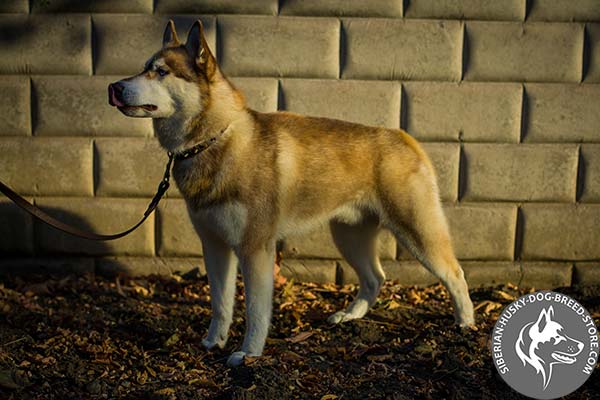 Siberian Husky brown leather collar with non-corrosive fittings for basic training