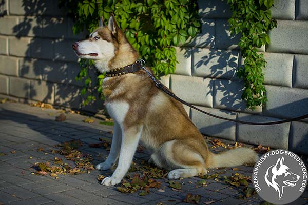 Siberian Husky black leather collar with corrosion resistant studs for basic training