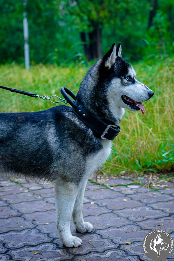 Siberian Husky black leather collar with rust-free hardware for better comfort