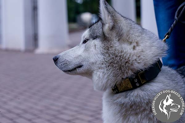 Siberian Husky black leather collar of high quality with traditional buckle for basic training