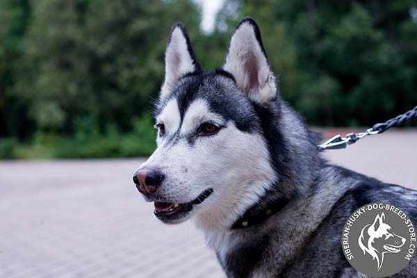 Siberian Husky black leather collar with reliable fittings for basic training