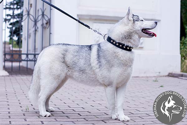 Siberian Husky black leather collar with corrosion resistant fittings for professional use