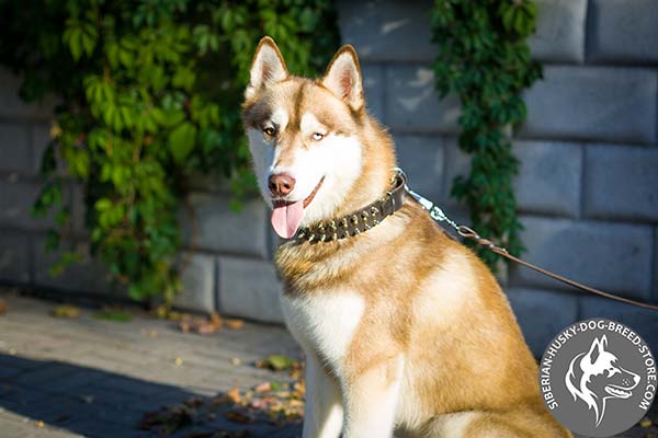 Siberian Husky black leather collar with corrosion resistant fittings for any activity