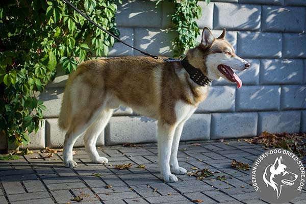 Siberian Husky brown leather collar with rust-resistant nickel plated hardware for professional use